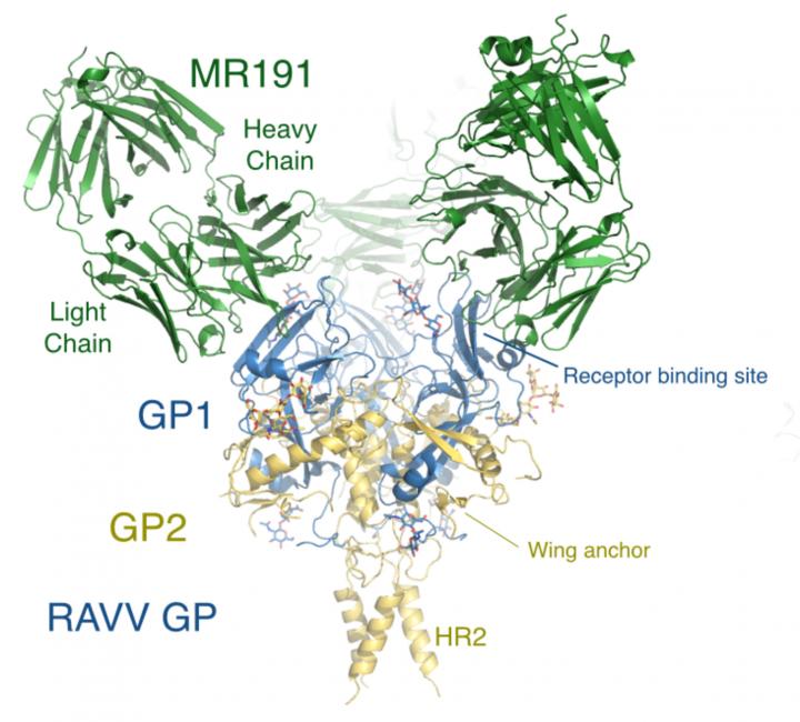 Antibody MR191