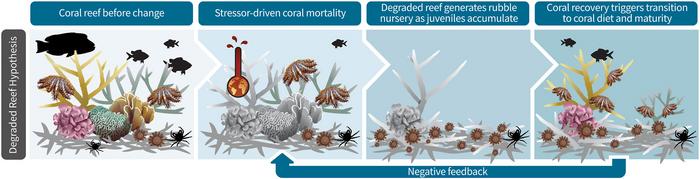 Graphic: degraded reef hypothesis