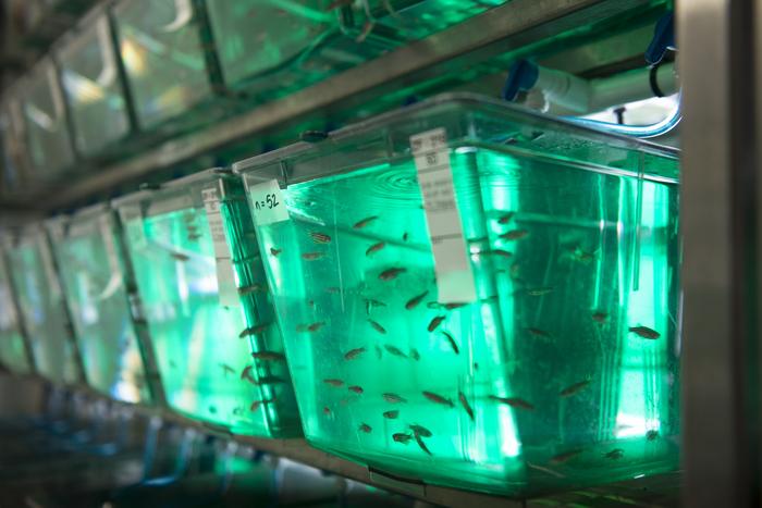 Zebrafish in tank