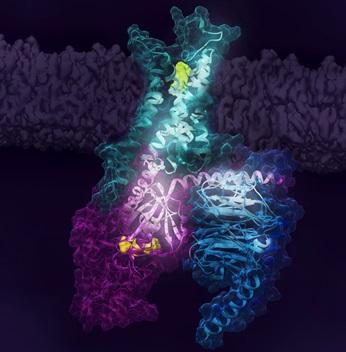 Figure 1. Activation of the human A2A receptor