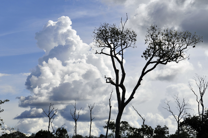 "One Tree at a Time"