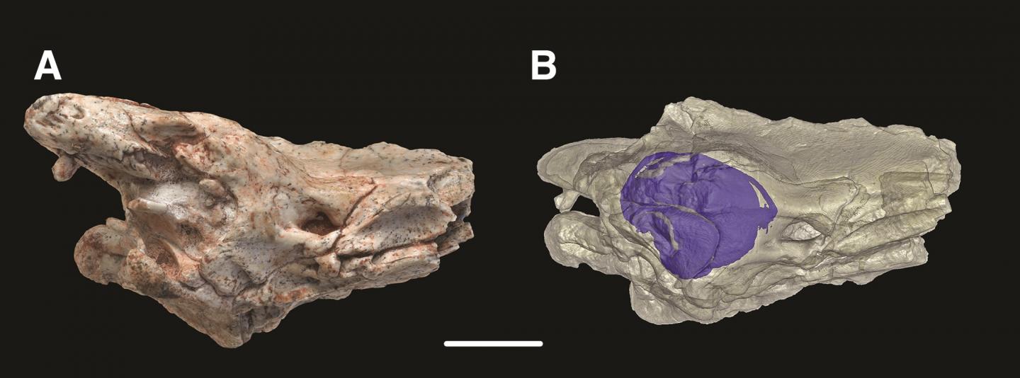 Brain Case and Inner Ear of <i>Dinilysia patagonica</i> Fossil