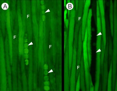 Cambial Surface Showing Different States of Symplasmic of Cell-To-Cell Conductivity