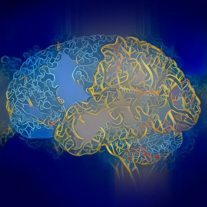 Spontaneous transfer of mitochondrial DNA into the nuclear genomes in the human brain over the individual’s lifespan