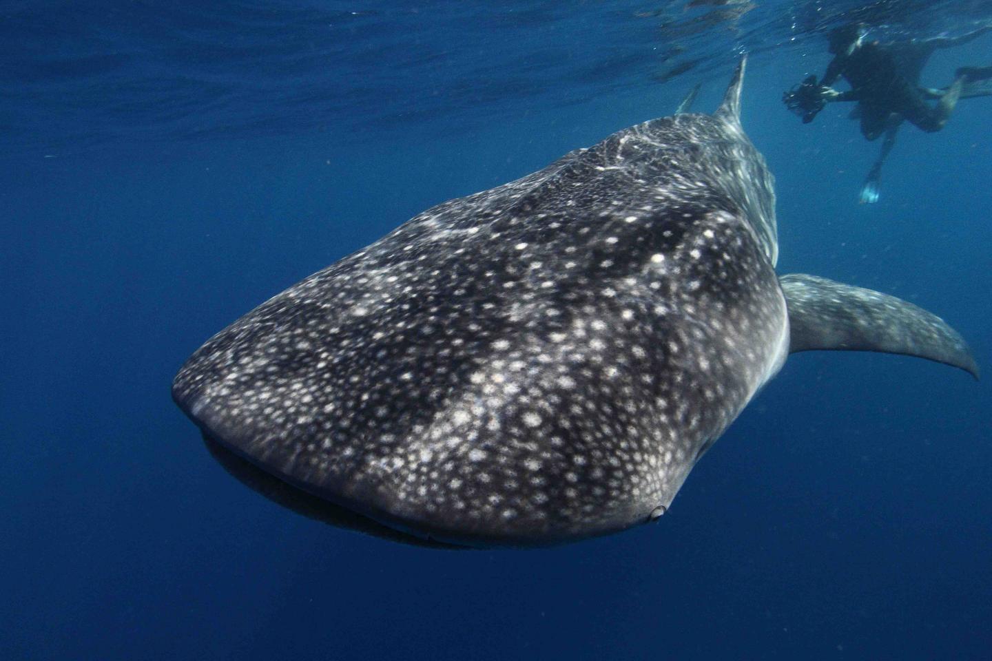 Whale Shark (1 of 2)