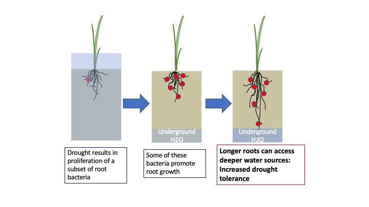 Drought has lasting effects on rice root microbiome