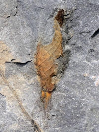 Shark Egg Case