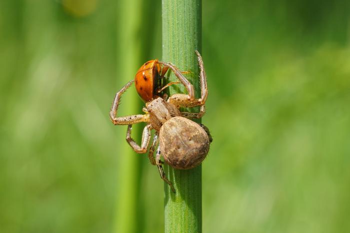 Common crab spider (lat. Xysticus cristatus) with a lady bird (lat. Coccinellidae)