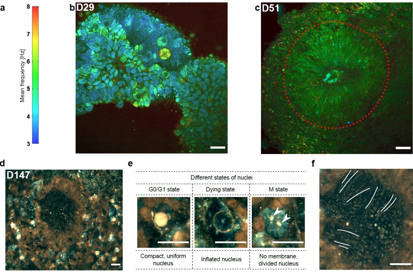 Imaging hiPSC-derived Retinal Organoids with D-FFOCT