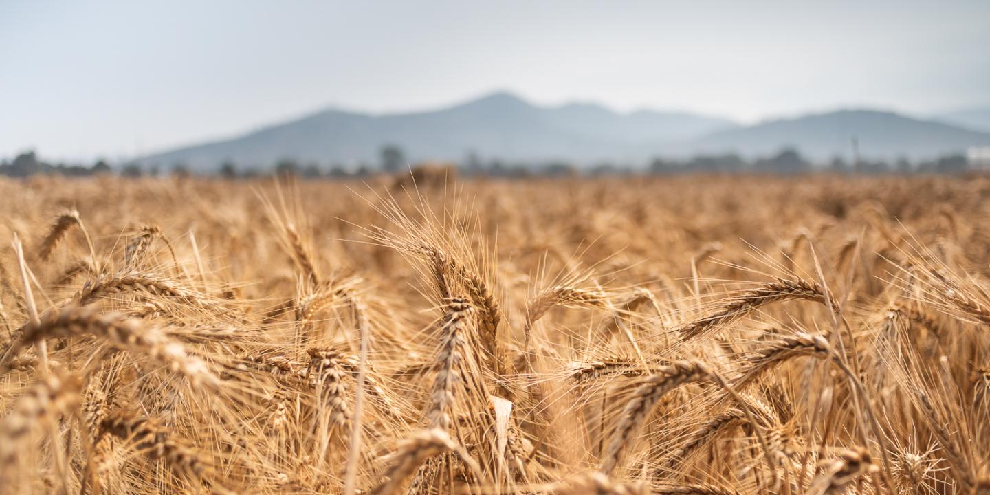 Wheat Fields at the CIMMYT Station in Texcoco, Mexico