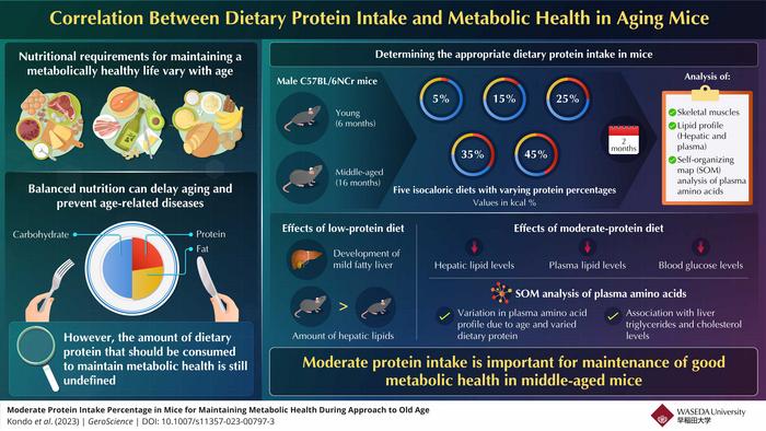 Middle-aged mice on moderate-protein diet show improved metabolic health