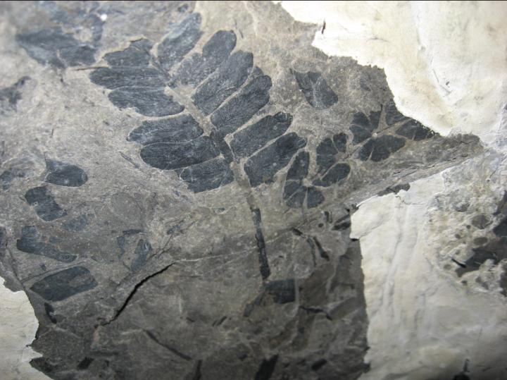 Seed Fern, <em>Neuropteris ovata</em> Frond