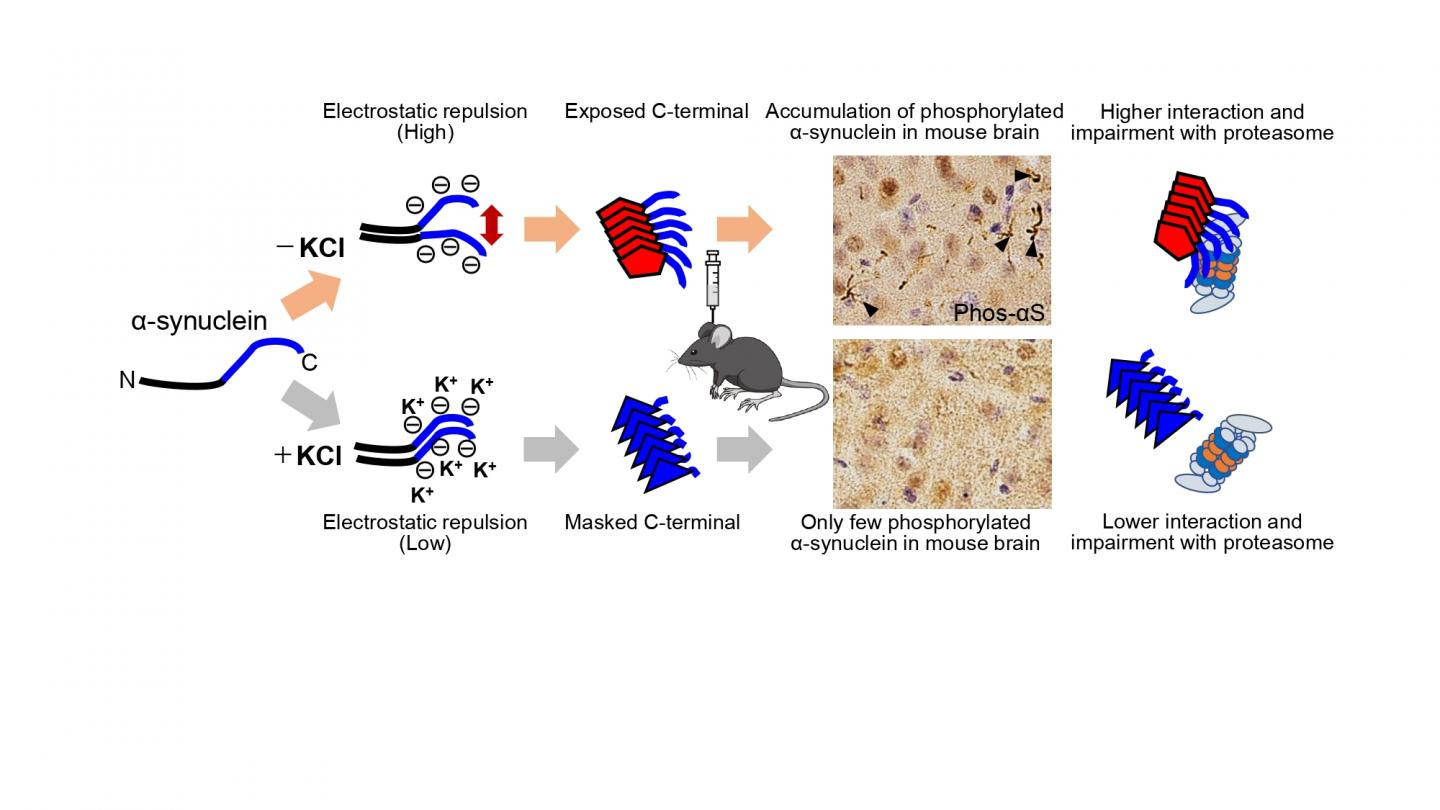 &#945;-synuclein Strains 