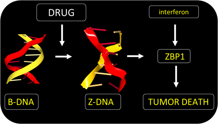 Z-DNA activates a specific cell-death pathway