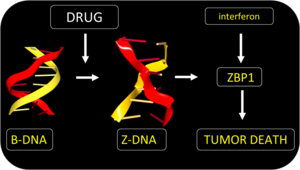 Z-DNA activates a specific cell-death pathway