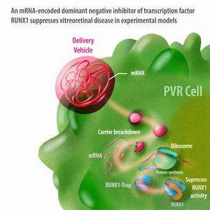 mRNA RUNX1 therapy infographic