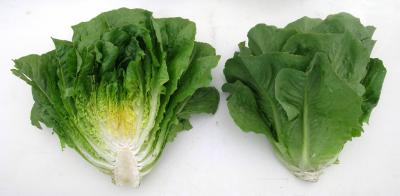 New Romaine Lettuce Lines Launched