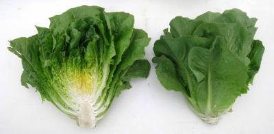 New Romaine Lettuce Lines Launched