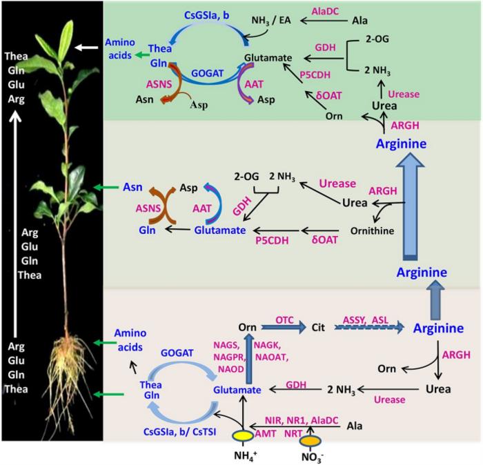 A working model for N assimilation, AA synthesis, transport, and degradation/recycling in tea plants.