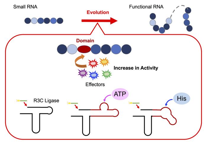 Study highlights allosteric regulation of RNA assembly during early evolution and its potential applications using the R3C ligase as a model