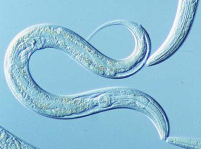 <i>C. elegans</i>