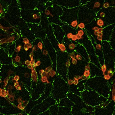 Blood From Stem Cells