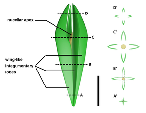 3-D reconstruction and interpretative sections of a Guazia ovule