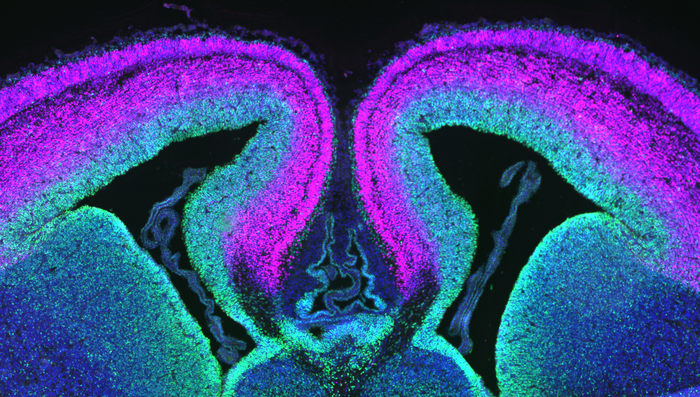 Labeled Progenitors in Mouse Cerebral Cortex