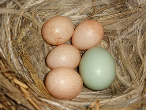 Cuckoo egg in nest of Daurian redstart eggs