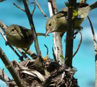Seychelles Warbler Family