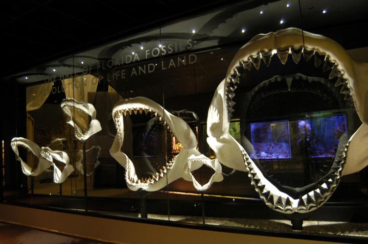 Jaw of a Megalodon