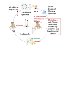 Studying How Antibiotics Disrupt Immune System Development