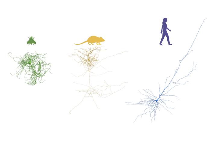 Neurons across organisms