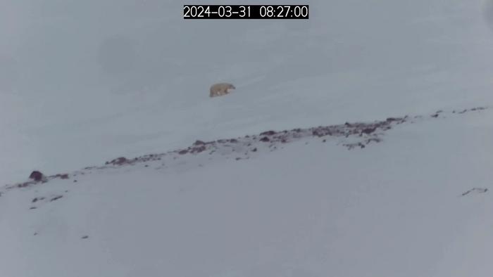 Mother polar bear with three cubs