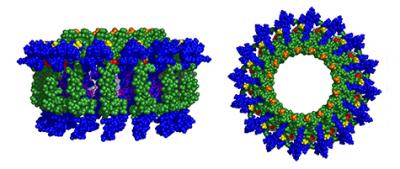 Assembled Biohybrid Light-Harvesting Antennas