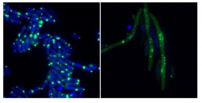 The bacteriophage protein