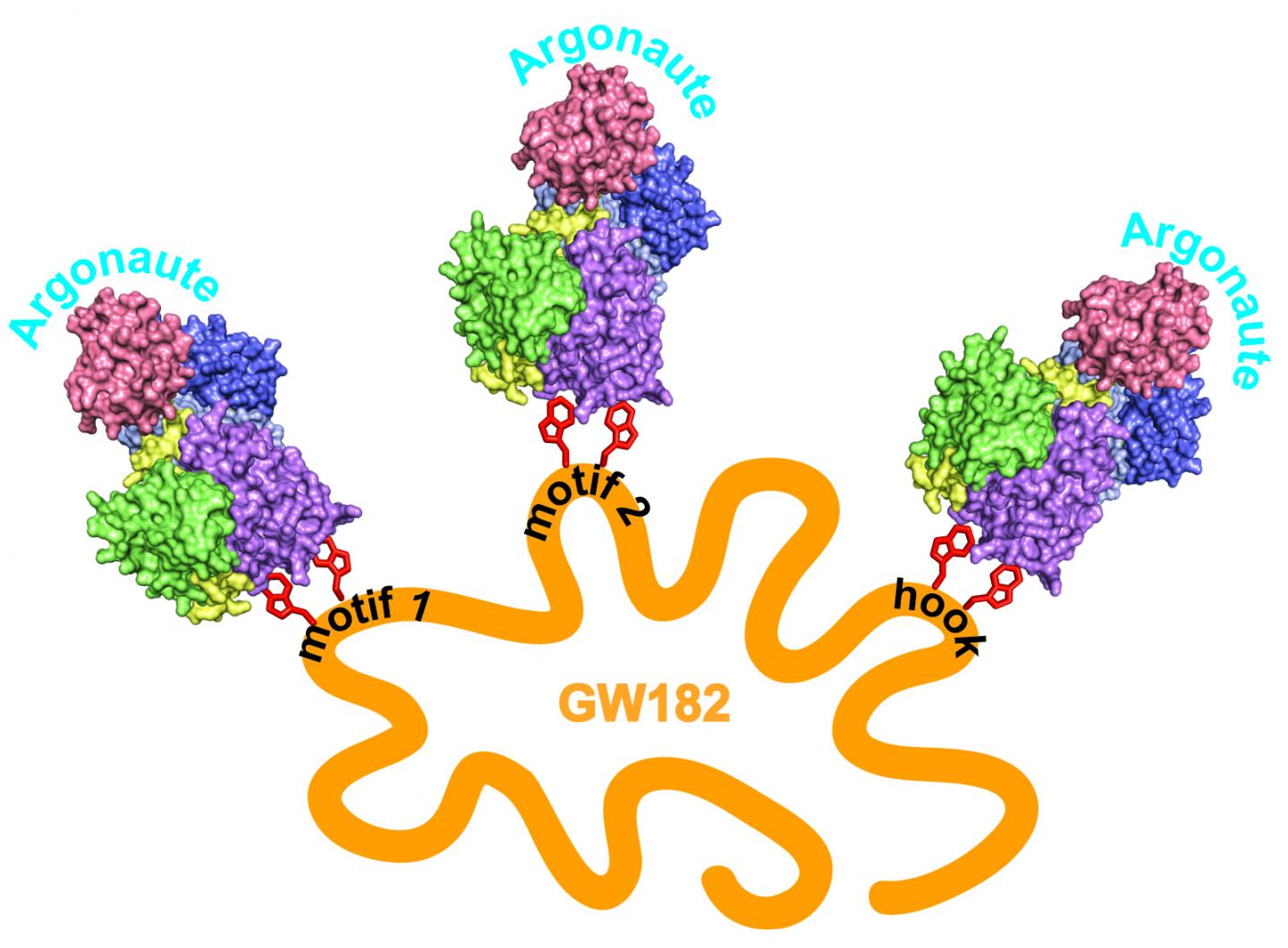 A More Powerful RNAi