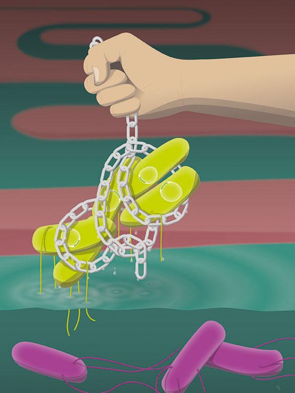 Bacteria in Chains