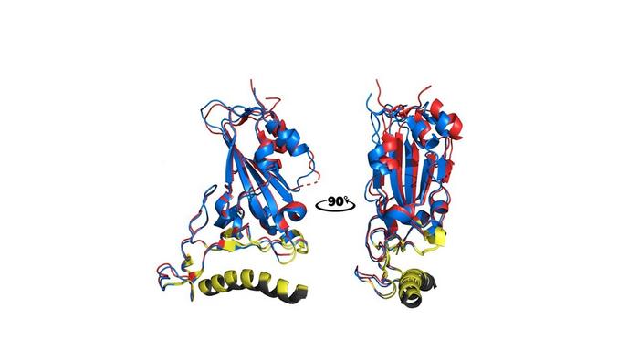 Peptide synthesized at University of São Paulo acts as molecular shield to prevent SARS-CoV-2 from infecting cells