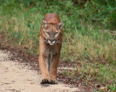 Florida Panthers Rescued by Mates From Anothe | EurekAlert!