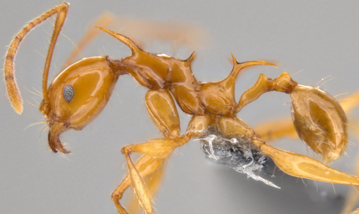 <i>Pheidole Vserion</i> Minor Worker