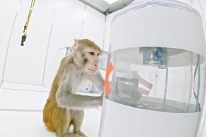 A rhesus monkey at a feeder in the newly established Exploration Room at the German Primate Center. Photo: videoteam SUB Göttingen