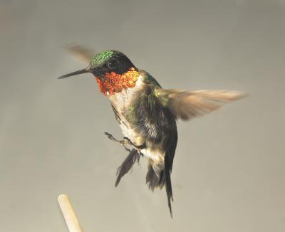 A Ruby-Throated Hummingbird in Flight