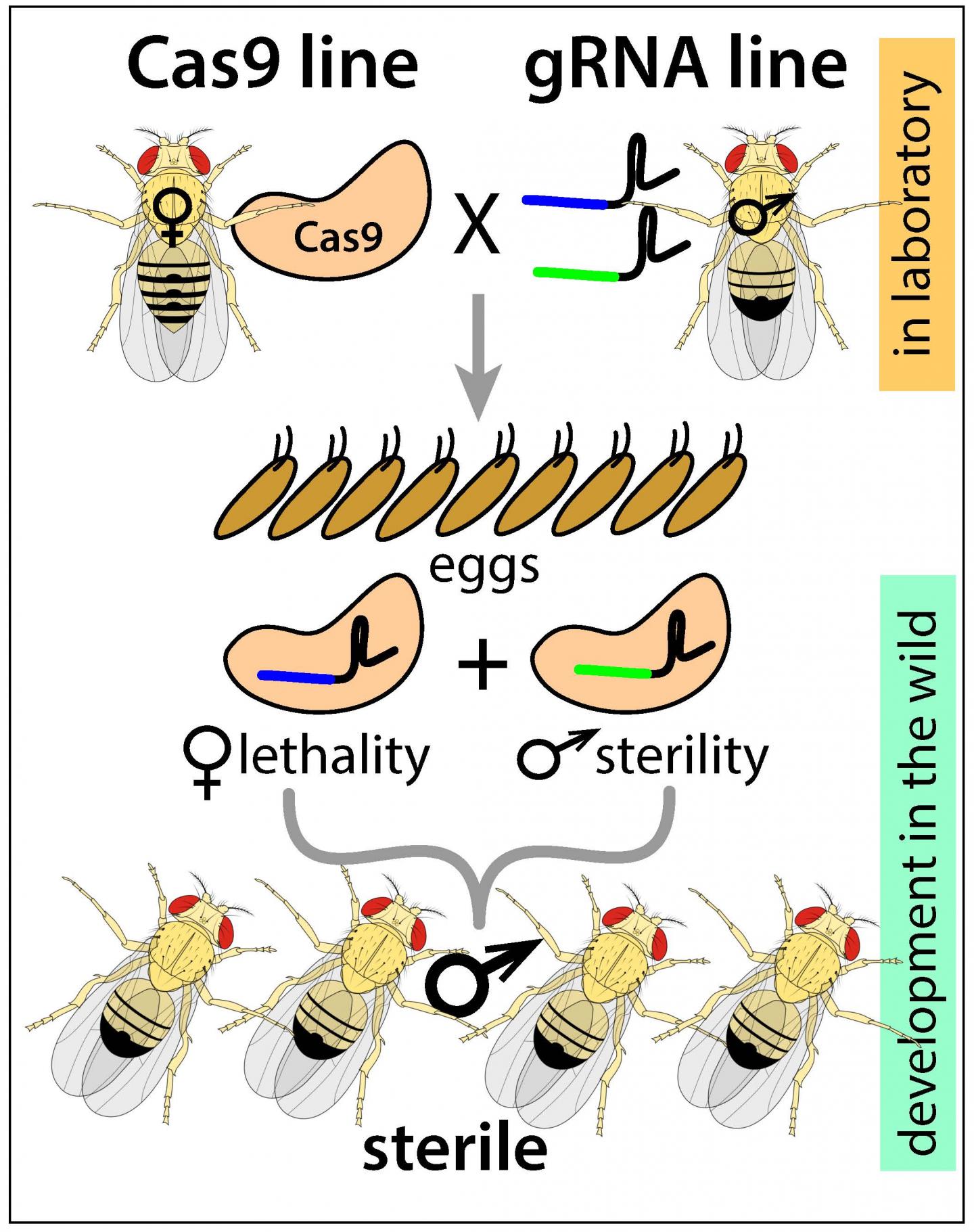 pgSIT-Drosophila
