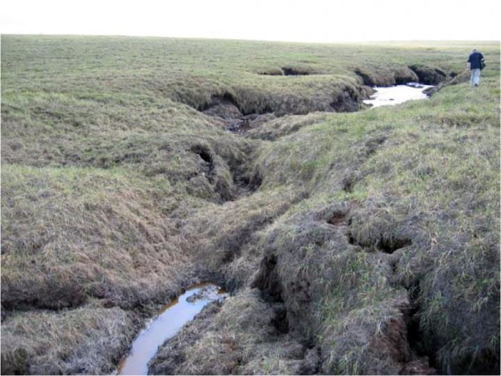 Peat-Covered Soil Collapsing into a Thermokarst Bog