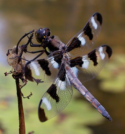 Picture of a Dragonfly