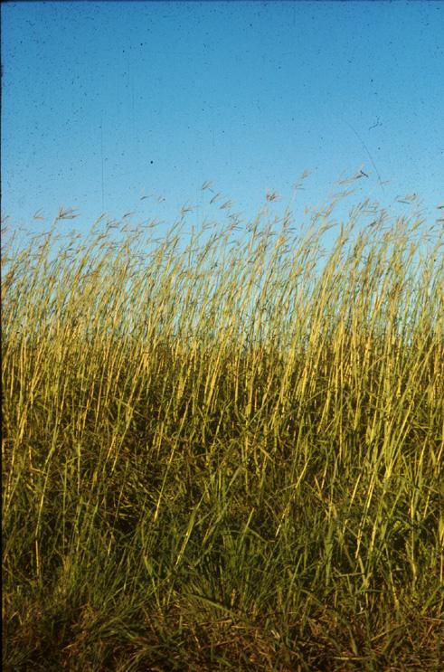 Climate Change Predicted to Reduce Size, Stature of Dominant Midwest Plant, Study Finds -- Photo 2