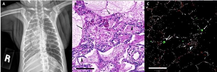 Study Identifies a Nonhuman Primate Model that Mimics Severe COVID-19 Similar to Humans