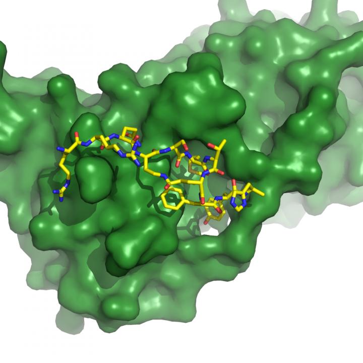Tackling cancer at ground zero EurekAlert! Science News Releases