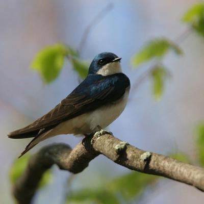 A Tree Swallow at Queen's University Biological Station
